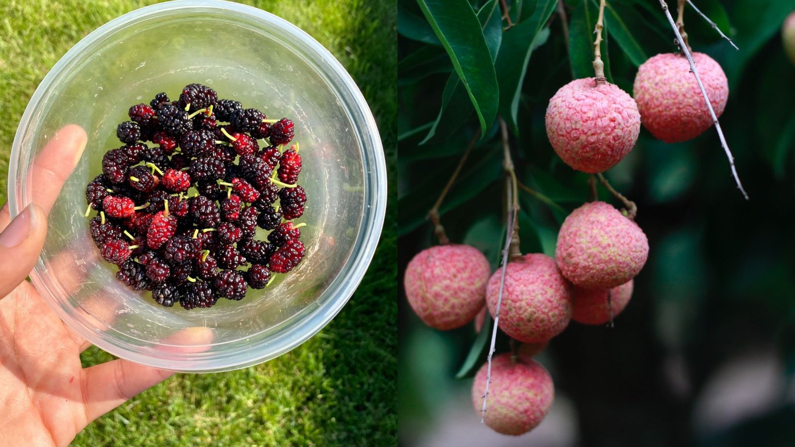 Mulberry and Lychee. Healthy Fruits of Summer